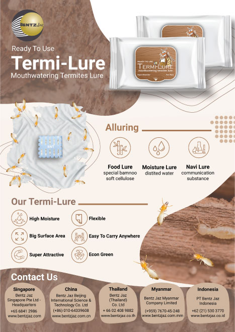Creative Flyer Design Service by Dream Design Studio